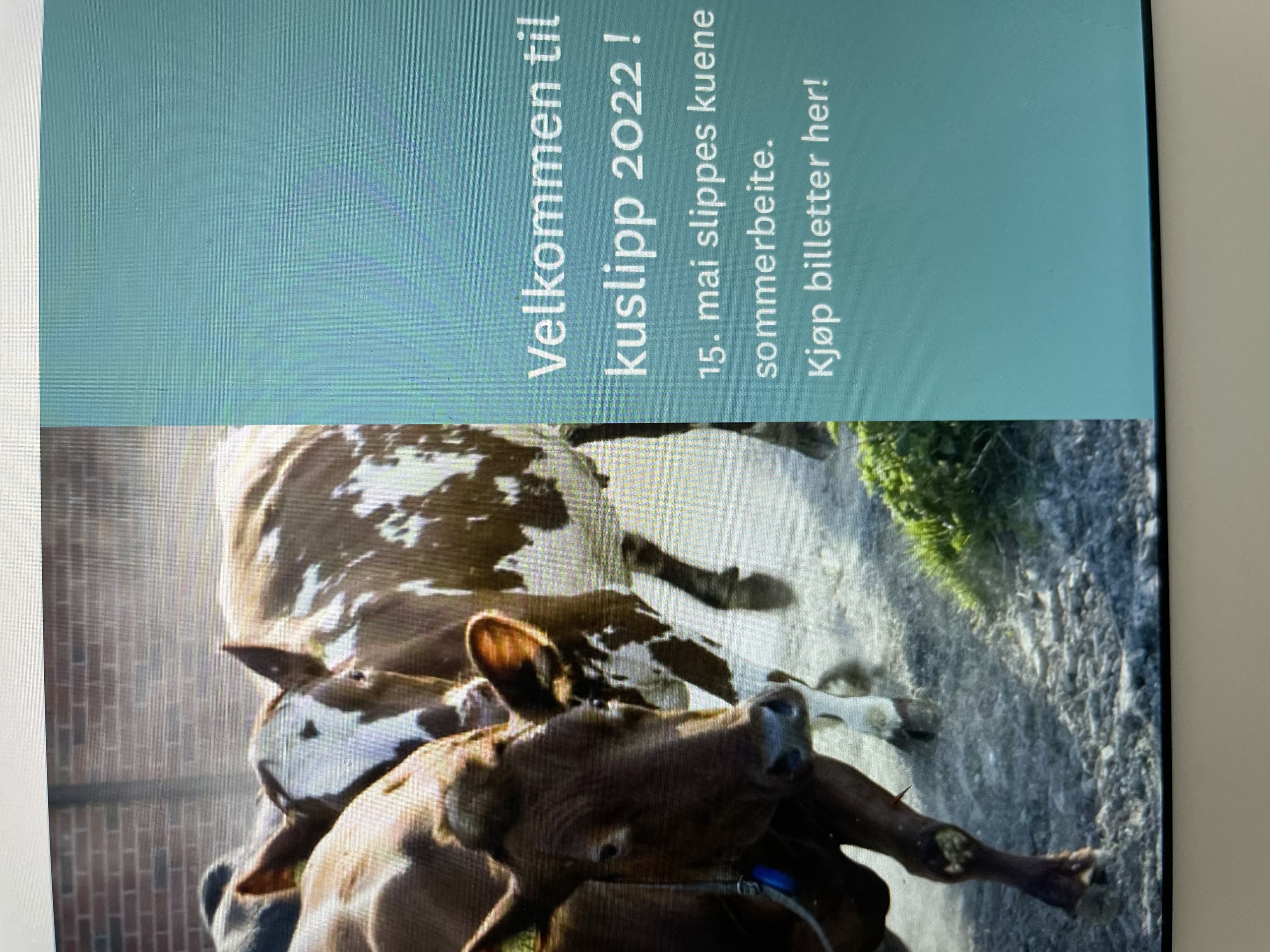 Venneforeningsglimt - Kuslipp på Bygdø Kongsgård