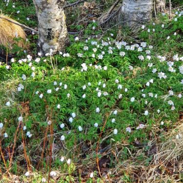 Nyhetsbrev Februar 2023